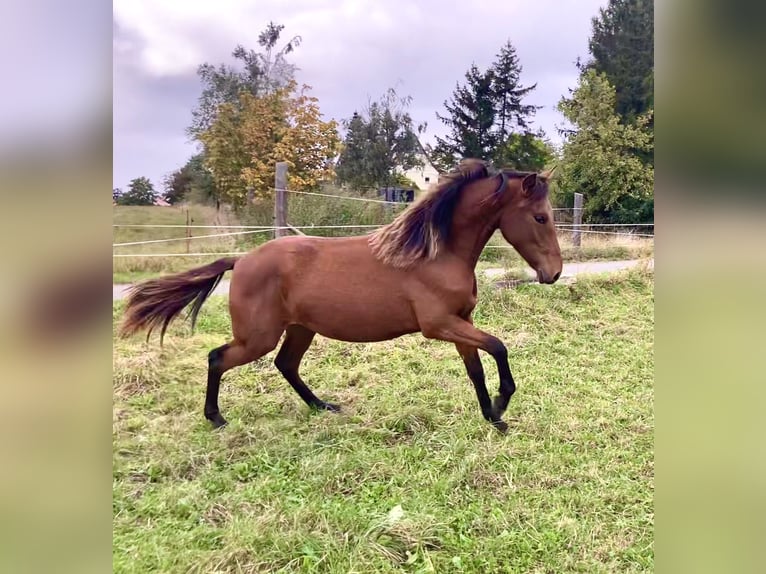 PRE Croisé Jument 1 Année 160 cm Bai in Ballenstedt