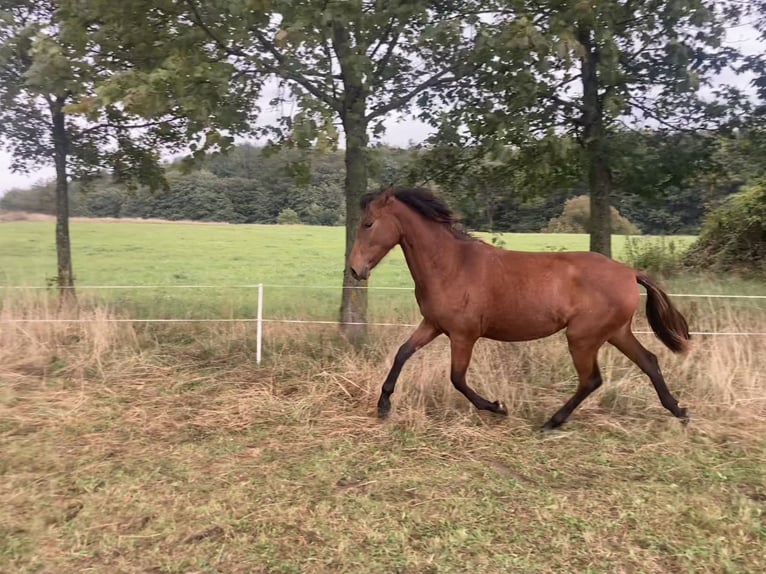 PRE Croisé Jument 1 Année 160 cm Bai in Ballenstedt