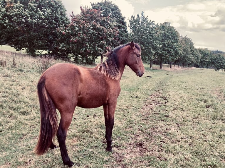 PRE Croisé Jument 1 Année 160 cm Bai in Ballenstedt