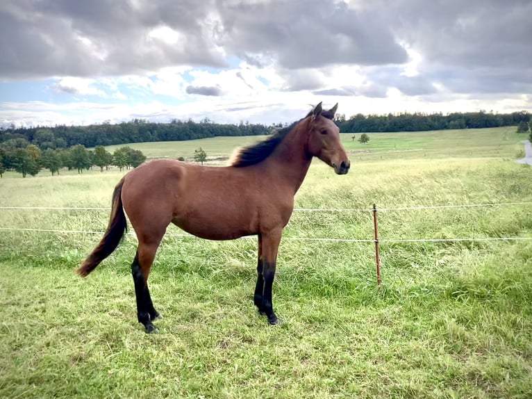 PRE Croisé Jument 1 Année 160 cm Bai in Ballenstedt