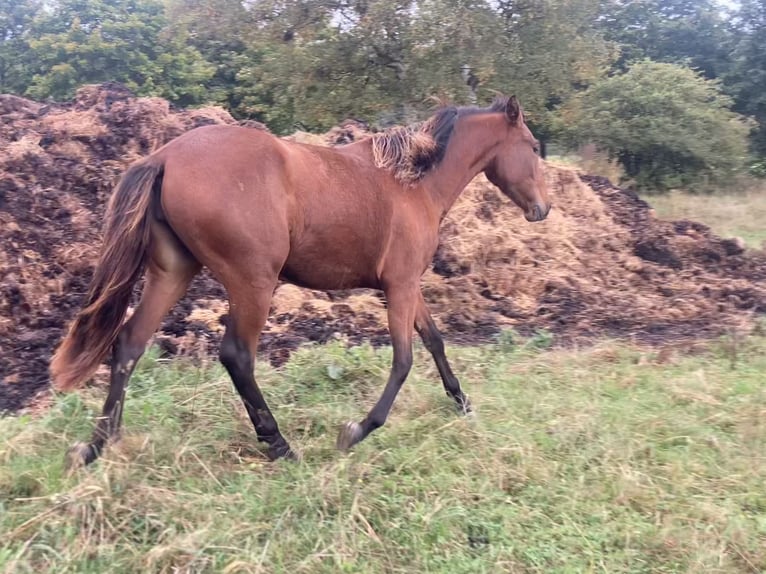 PRE Croisé Jument 1 Année 160 cm Bai in Ballenstedt