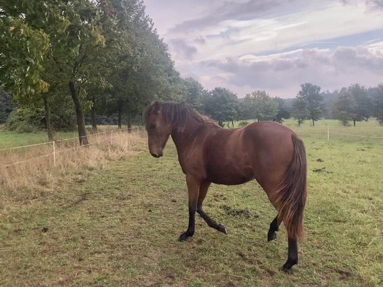 PRE Croisé Jument 1 Année 160 cm Bai in Ballenstedt