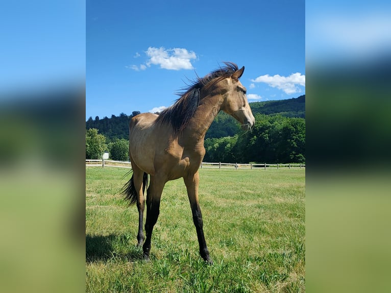 PRE Jument 1 Année 160 cm Isabelle in Oberhaslach