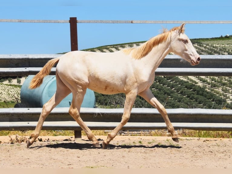 PRE Jument 1 Année 160 cm Perlino in Provinz Cordoba