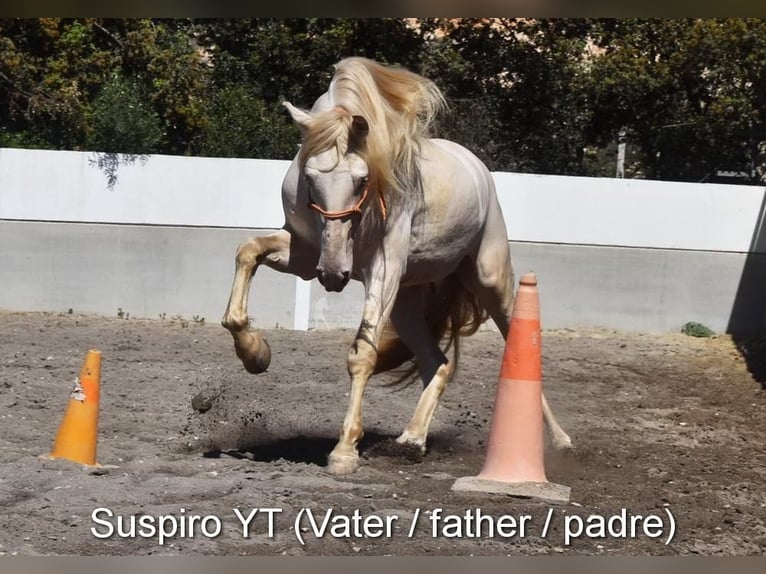 PRE Jument 1 Année 160 cm Perlino in Provinz Cordoba