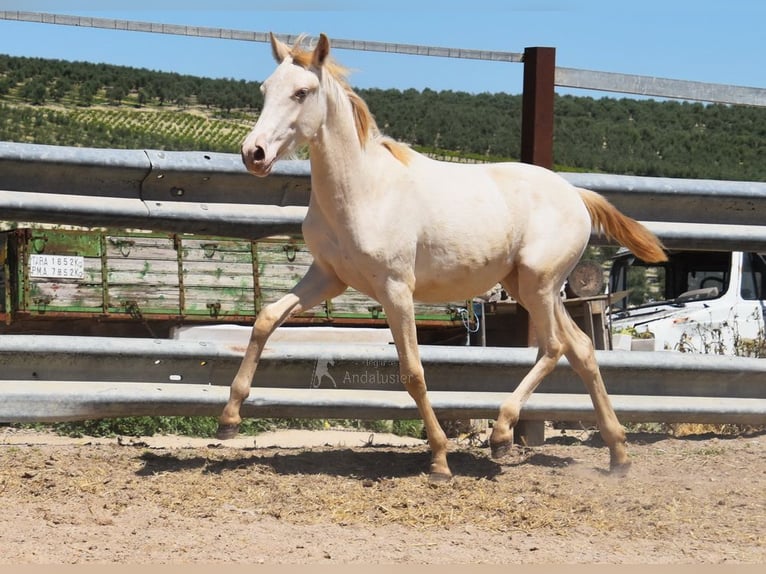 PRE Jument 1 Année 160 cm Perlino in Provinz Cordoba