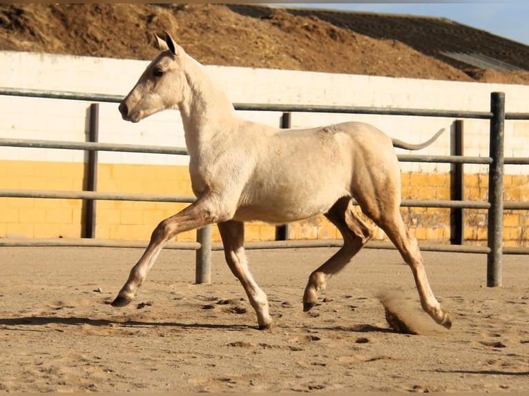 PRE Croisé Jument 1 Année 163 cm Palomino in Hamburg