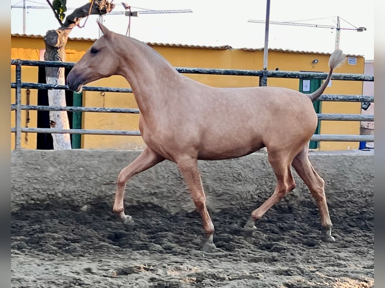 PRE Croisé Jument 1 Année 163 cm Palomino in Vilanova I La Geltru