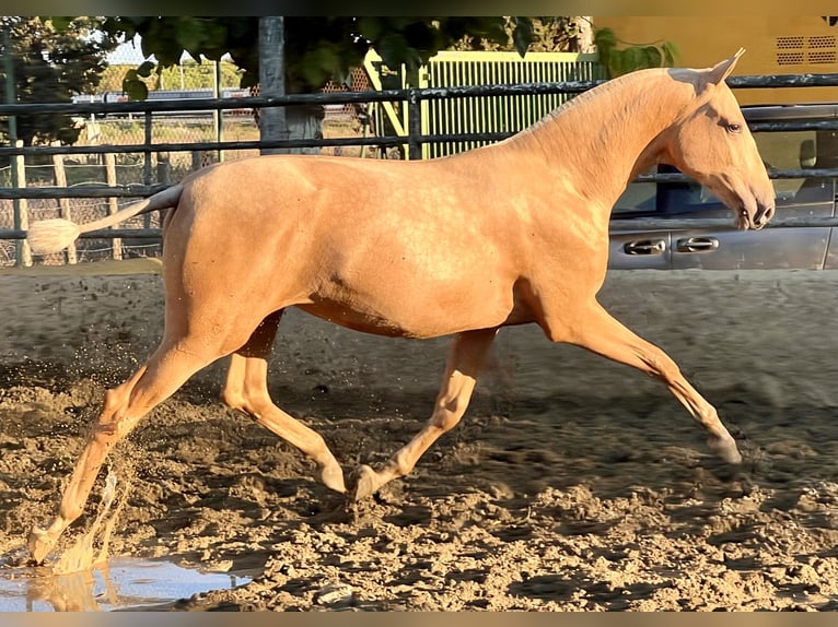 PRE Croisé Jument 1 Année 163 cm Palomino in Vilanova I La Geltru