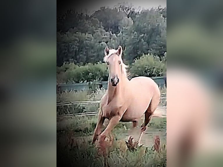 PRE Jument 1 Année 164 cm Palomino in Castro del Condado