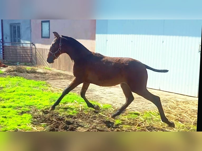 PRE Jument 1 Année 165 cm Bai cerise in Cabezarrubias Del Puerto