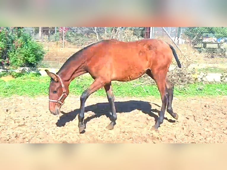 PRE Jument 1 Année 165 cm Bai cerise in Cabezarrubias Del Puerto