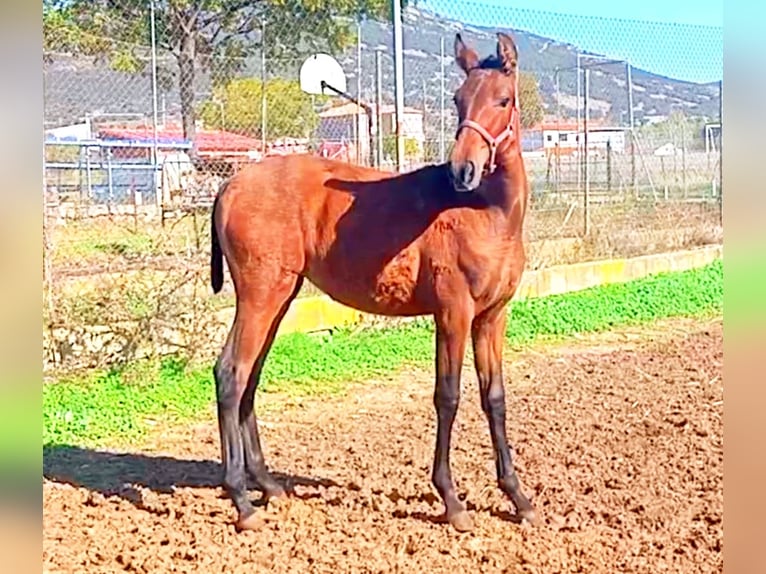 PRE Jument 1 Année 165 cm Bai cerise in Cabezarrubias Del Puerto