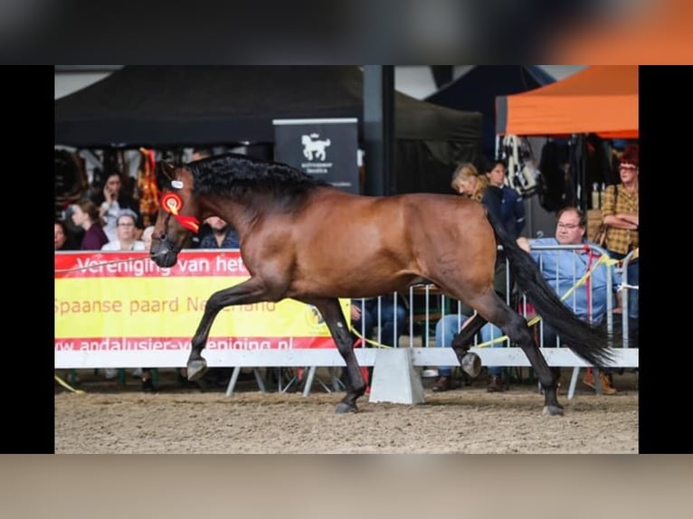 PRE Croisé Jument 1 Année 165 cm Bai in Alveringem