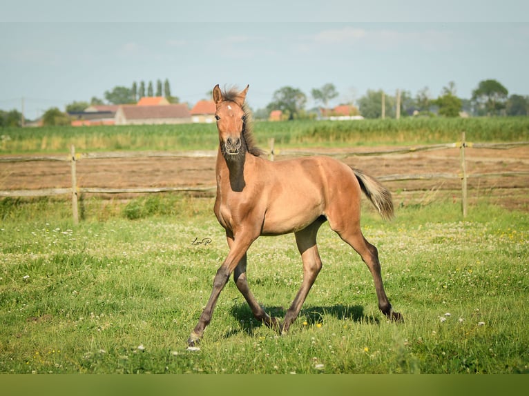 PRE Croisé Jument 1 Année 165 cm Bai in Alveringem