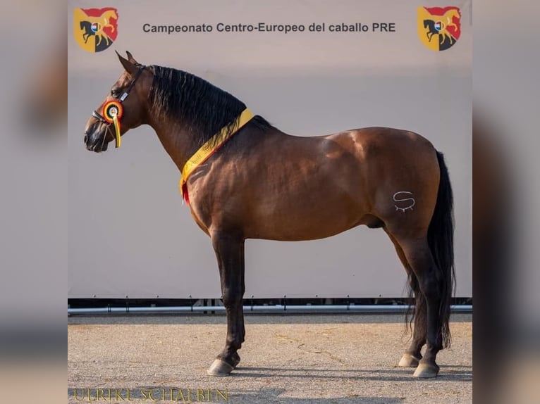 PRE Croisé Jument 1 Année 165 cm Bai in Alveringem