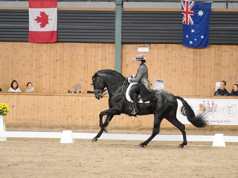 PRE Croisé Jument 1 Année 165 cm Noir in La Vespière-Friardel