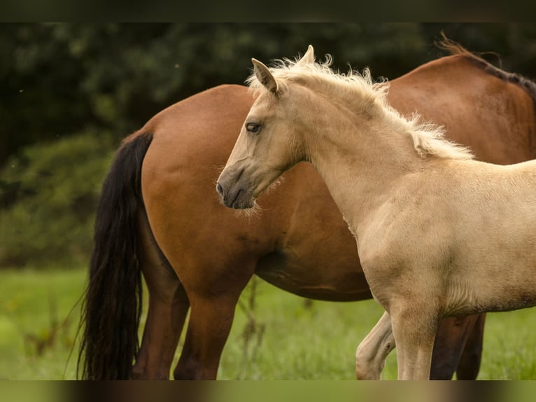 PRE Jument 1 Année 165 cm Palomino in Feuchtwangen