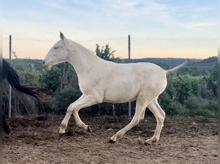 PRE Jument 1 Année 165 cm Perlino in Pedralba