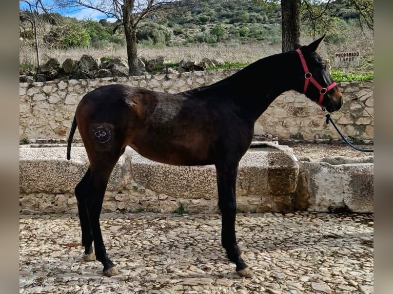 PRE Croisé Jument 1 Année 167 cm Bai brun in Estepa