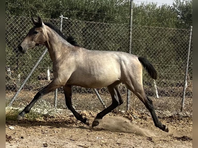 PRE Croisé Jument 1 Année 167 cm Gris in Fuentes De Andalucia