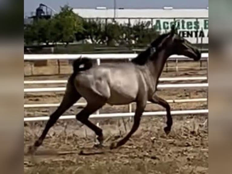 PRE Croisé Jument 1 Année 167 cm Gris in Fuentes De Andalucia