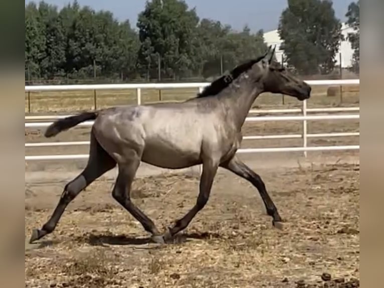 PRE Croisé Jument 1 Année 167 cm Gris in Fuentes De Andalucia