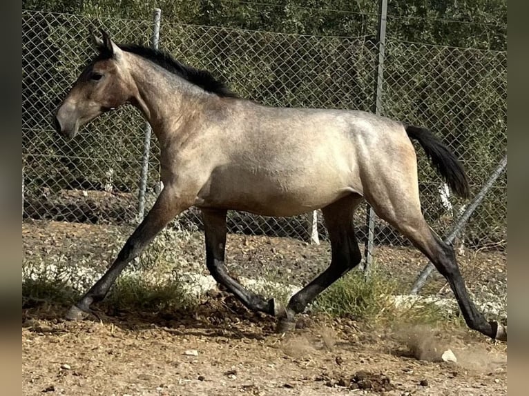 PRE Croisé Jument 1 Année 167 cm Gris in Fuentes De Andalucia