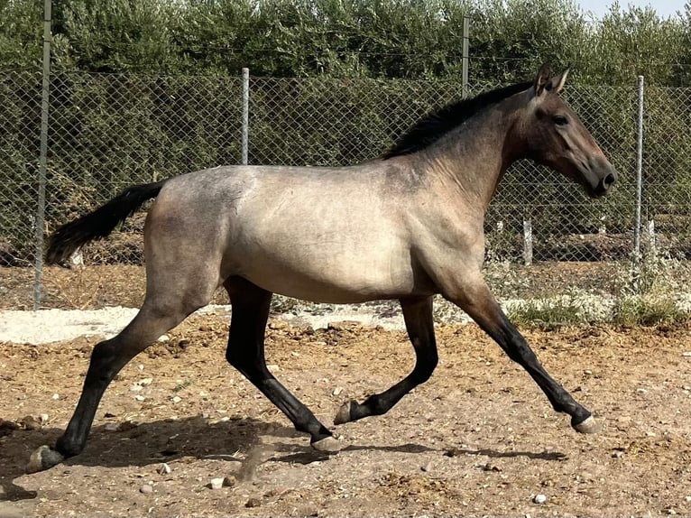PRE Croisé Jument 1 Année 167 cm Gris in Fuentes De Andalucia