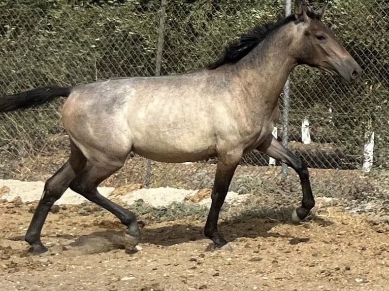 PRE Croisé Jument 1 Année 167 cm Gris in Fuentes De Andalucia