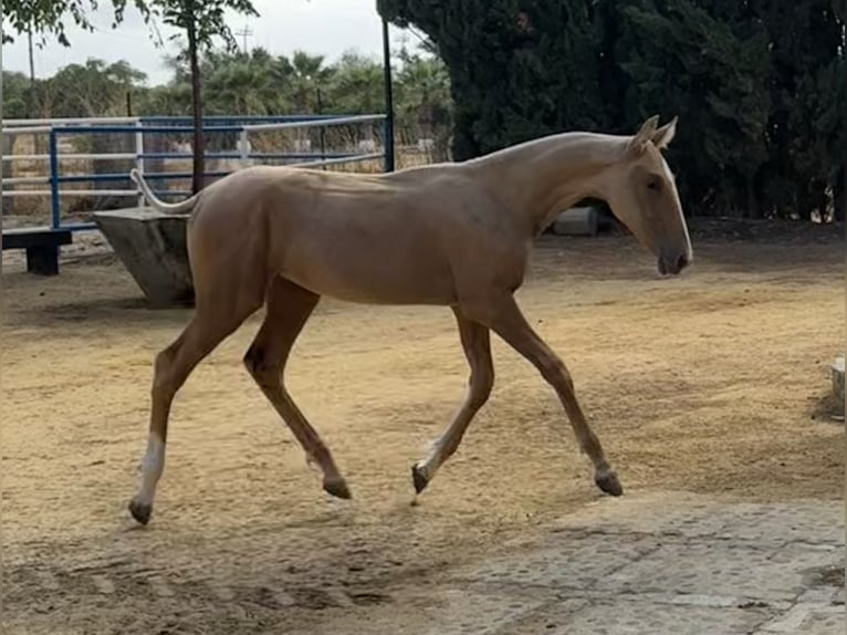 PRE Croisé Jument 1 Année 167 cm Palomino in Fuentes De Andalucia