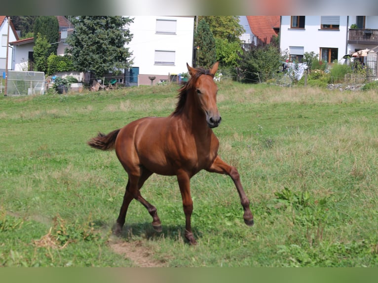 PRE Jument 1 Année 170 cm Bai in Bibertal