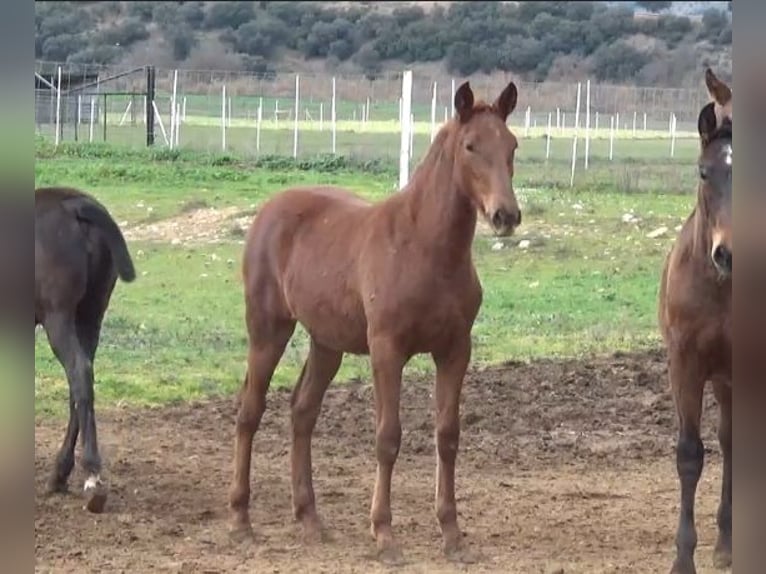 PRE Croisé Jument 1 Année Alezan in Puebla De Don Rodrigo