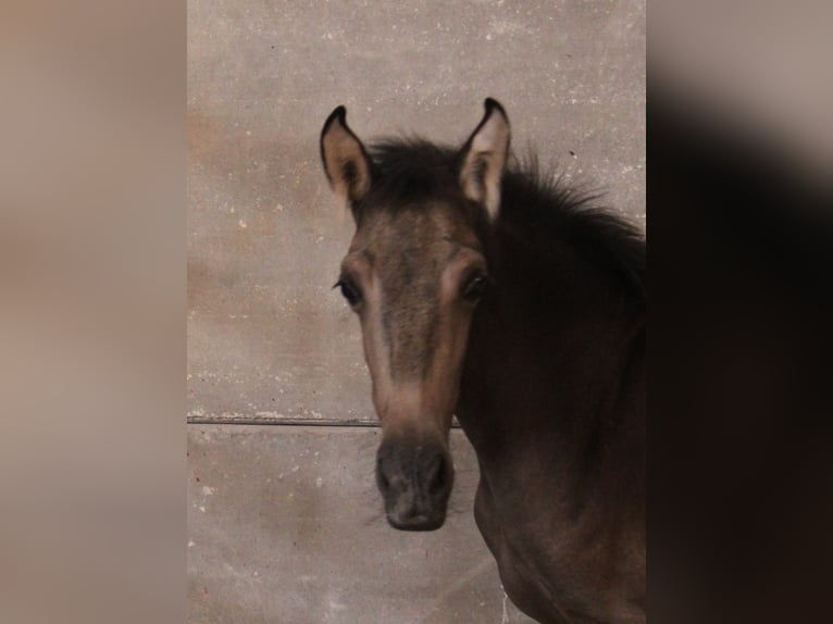 PRE Jument 1 Année Buckskin in Chiclana de la Frontera