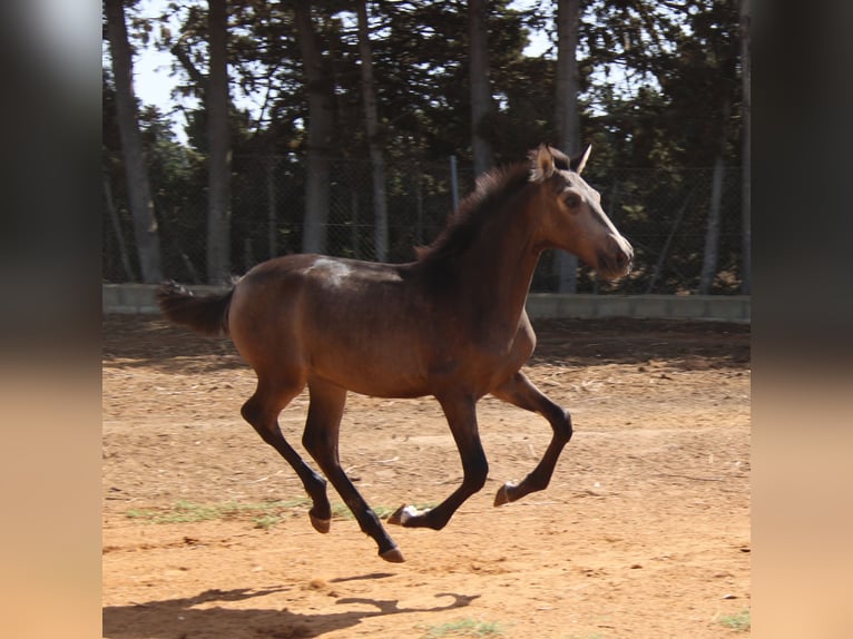 PRE Jument 1 Année Buckskin in Chiclana de la Frontera