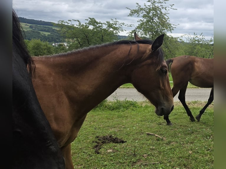 PRE Jument 1 Année  in Klettgau
