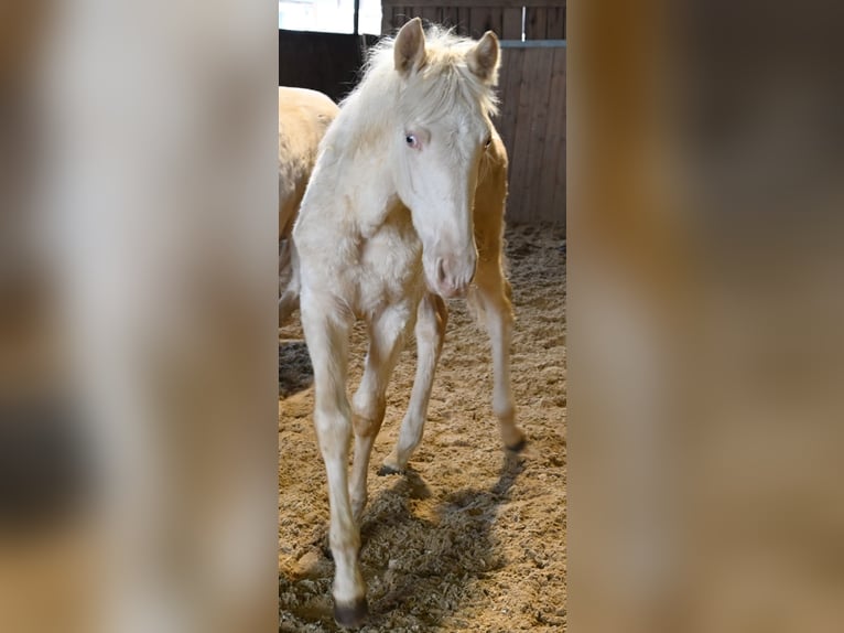 PRE Croisé Jument 1 Année Cremello in Klettgau