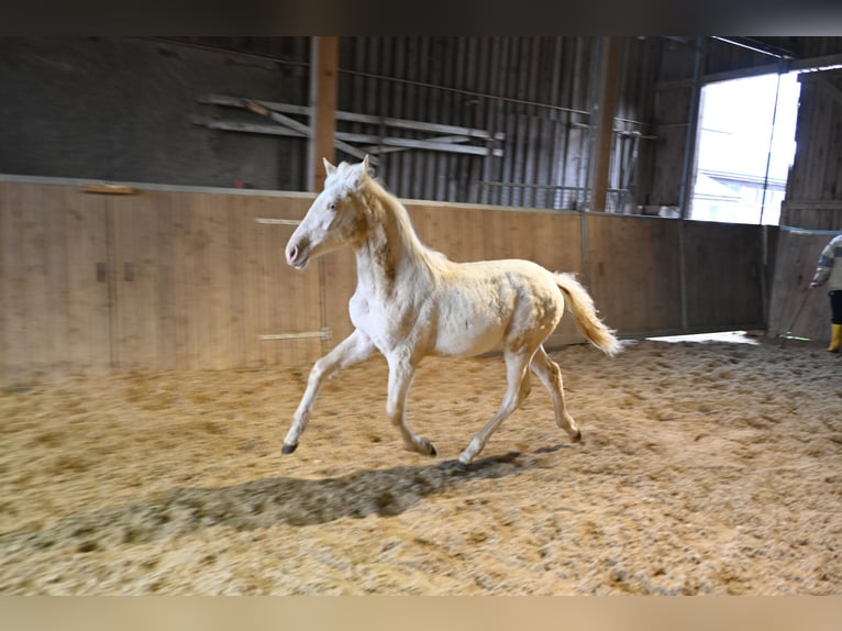 PRE Croisé Jument 1 Année Cremello in Klettgau