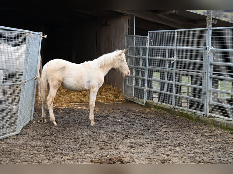 PRE Croisé Jument 1 Année Cremello in Klettgau