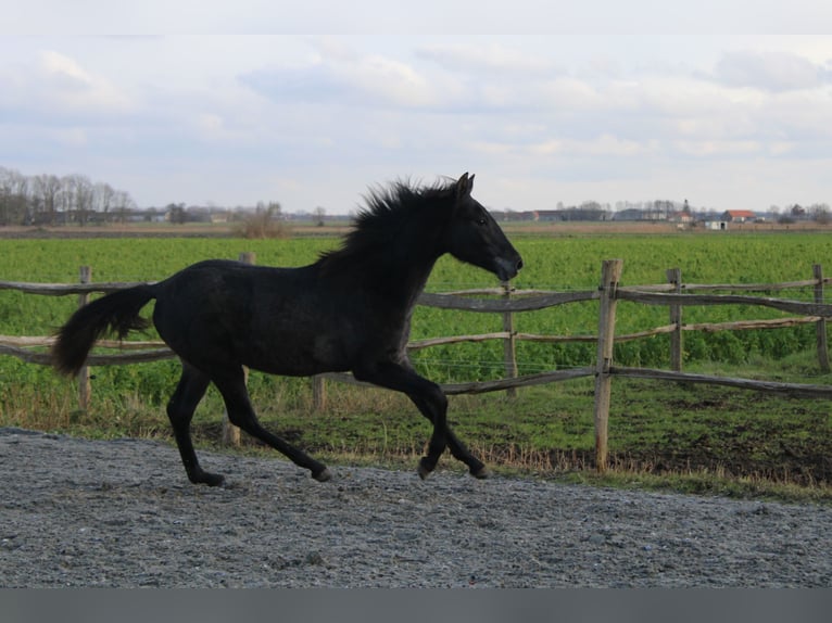 PRE Jument 1 Année Gris in Alveringem