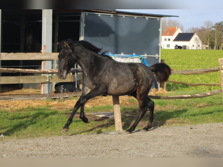 PRE Jument 1 Année Gris in Alveringem