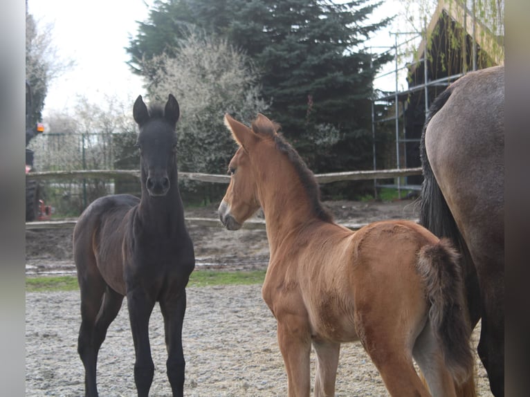 PRE Jument 1 Année Gris in Alveringem