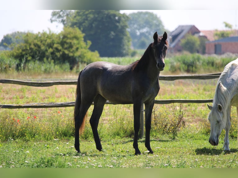PRE Jument 1 Année Gris in Alveringem