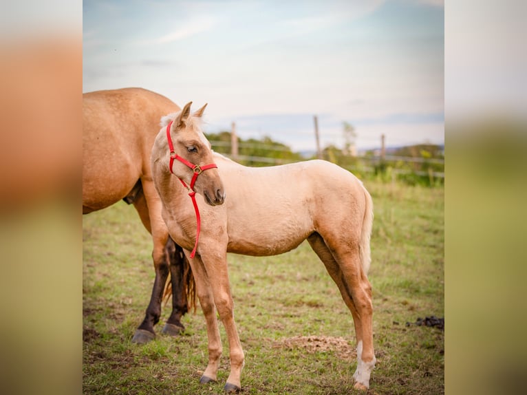 PRE Jument 1 Année Palomino in Le Mans