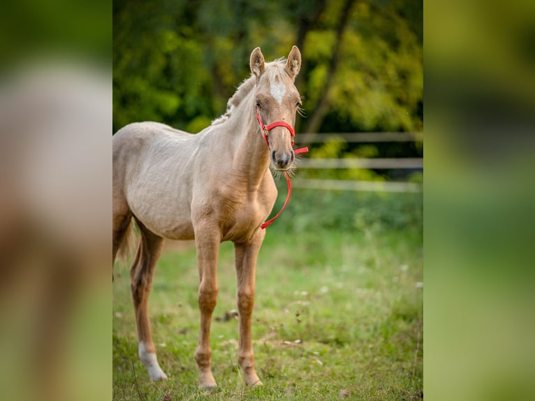 PRE Jument 1 Année Palomino in Le Mans