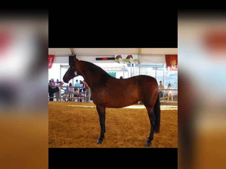 PRE Croisé Jument 20 Ans 172 cm Bai in ALMODOVAR DEL RIO