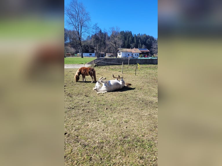 PRE Croisé Jument 21 Ans Gris in Übersee