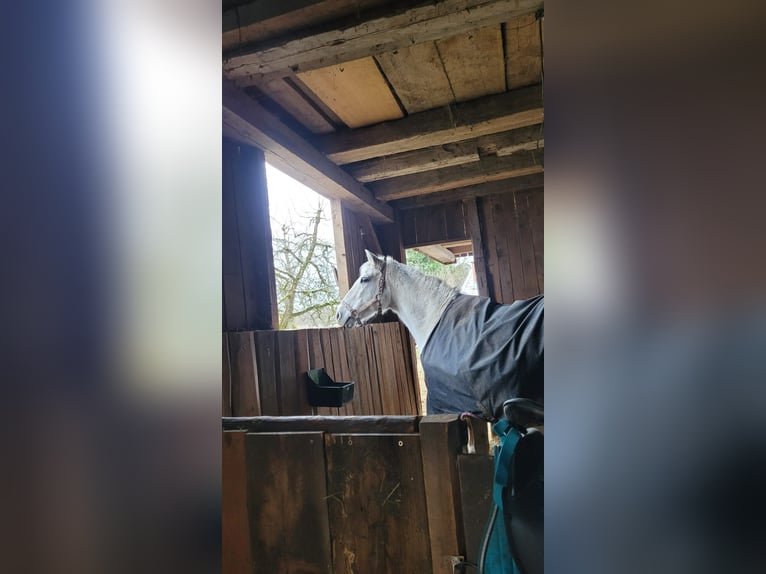PRE Croisé Jument 21 Ans Gris in Übersee