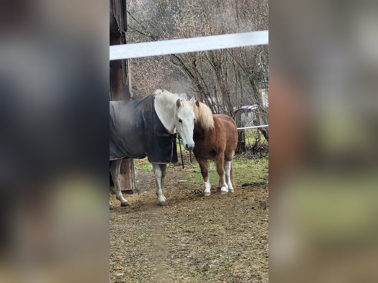 PRE Croisé Jument 21 Ans Gris in Übersee