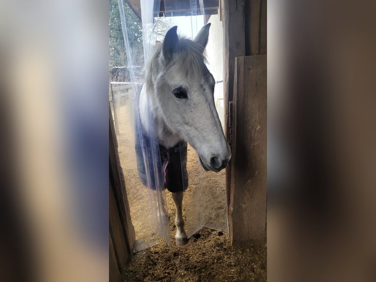 PRE Croisé Jument 21 Ans Gris in Übersee